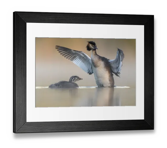 Framed Print : Great crested grebe (Podiceps cristatus) stretching its wings with chick begging for food, Valkenhorst Nature Reserve, Valkenswaard, The Netherlands. June Framed Print : Great crested grebe (Podiceps cristatus) stretching its wings with chick begging for food, Valkenhorst Nature Reserve, Valkenswaard, The Netherlands. June