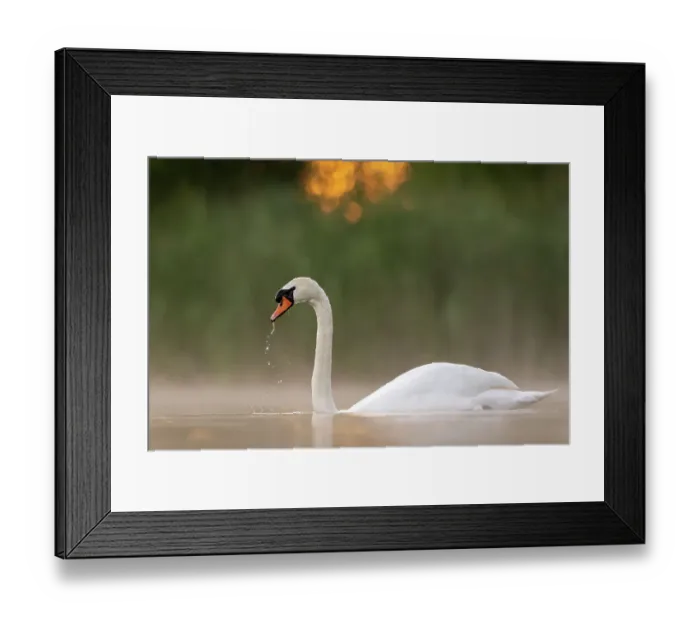 Framed Print : Mute swan (Cygnus olor) on water drinking in early morning light, Valkenhorst nature reserve, Valkenswaard, The Netherlands. June Framed Print : Mute swan (Cygnus olor) on water drinking in early morning light, Valkenhorst nature reserve, Valkenswaard, The Netherlands. June