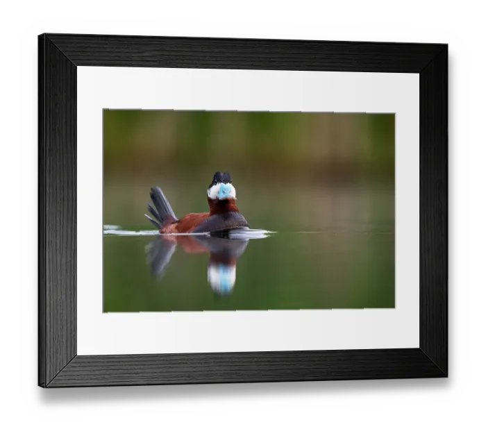 Framed Print : Ruddy duck (Oxyura jamaicensis) male in courtship display. Valkenhorst nature reserve, Valkenswaard, The Netherlands. May