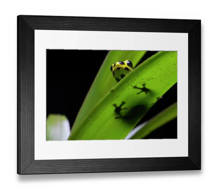 Framed Print : Imitating poison frog (Ranitomeya imitator) resting on leaf, Tarapoto, Peru. Cropped