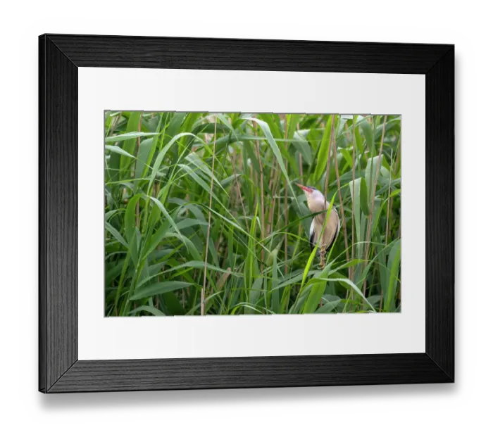 Framed Print : Little bittern (Ixobrychus minutus) perched in reedbed calling, Valkenhorst nature reserve, Valkenswaard, the Netherlands. May Framed Print : Little bittern (Ixobrychus minutus) perched in reedbed calling, Valkenhorst nature reserve, Valkenswaard, the Netherlands. May