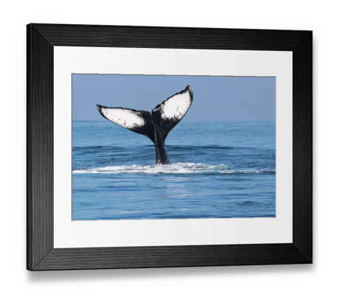 Framed Print : Humpback whale (Megaptera novaeangliae) tail fluke above water surface, San Jose Port, Escuintla, Guatemala, Pacific Ocean Framed Print : Humpback whale (Megaptera novaeangliae) tail fluke above water surface, San Jose Port, Escuintla, Guatemala, Pacific Ocean
