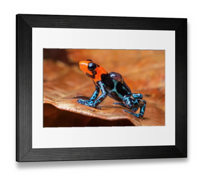 Framed Print : Blessed poison frog (Ranitomeya benedicta) male, carrying tadpoles on its back, transporting them to water, Yurimaguas, Alto Amazonas, Peru Framed Print : Blessed poison frog (Ranitomeya benedicta) male, carrying tadpoles on its back, transporting them to water, Yurimaguas, Alto Amazonas, Peru