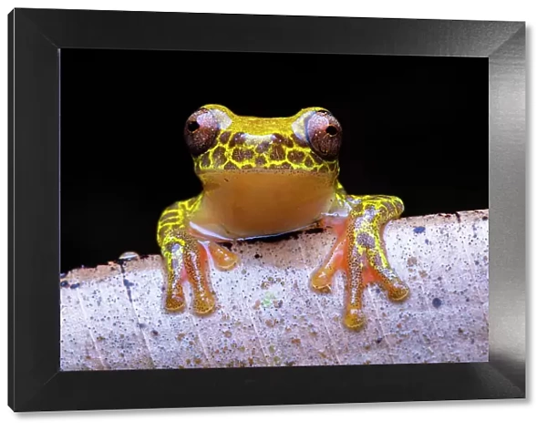 Reticulated tree frog (Dendropsophus reticulatus) portrait, Loreto, Peru