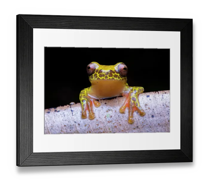 Framed Print : Reticulated tree frog (Dendropsophus reticulatus) portrait, Loreto, Peru Framed Print : Reticulated tree frog (Dendropsophus reticulatus) portrait, Loreto, Peru