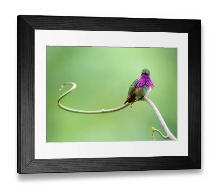 Framed Print : Wine throated hummingbird (Selasphorus ellioti) male, courtship display, Cloud forest, Atitlan Volcano, Solola, Guatemala Framed Print : Wine throated hummingbird (Selasphorus ellioti) male, courtship display, Cloud forest, Atitlan Volcano, Solola, Guatemala
