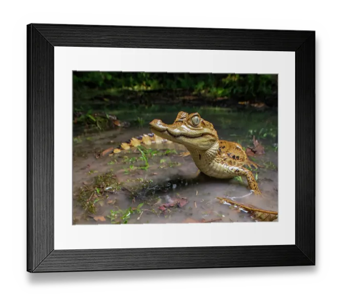 Framed Print : Spectacled caiman (Caiman crocodilus) in shallow water, Amazon rainforest, Loreto, Peru Framed Print : Spectacled caiman (Caiman crocodilus) in shallow water, Amazon rainforest, Loreto, Peru