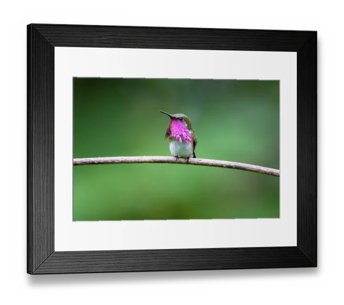 Framed Print : Wine throated hummingbird (Selasphorus ellioti) male, courtship display, Cloud forest, Atitlan Volcano, Solola, Guatemala Framed Print : Wine throated hummingbird (Selasphorus ellioti) male, courtship display, Cloud forest, Atitlan Volcano, Solola, Guatemala
