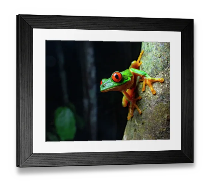 Framed Print : Red eyed tree frog (Agalychnis callidryas) resting on tree trunk at night, Calakmul Biosphere Reserve, Campeche, Mexico. Cropped