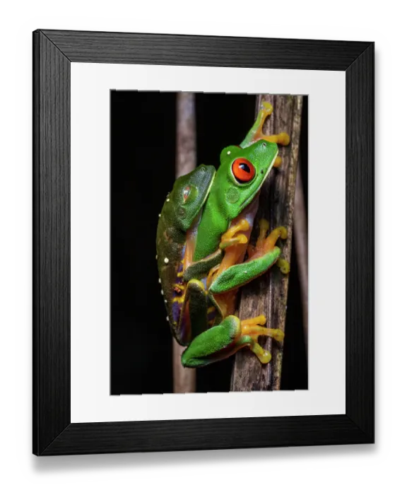 Framed Print : Red eyed tree frog (Agalychnis callidryas) pair in amplexus at night, Calakmul Biosphere Reserve, Campeche, Mexico. Cropped Framed Print : Red eyed tree frog (Agalychnis callidryas) pair in amplexus at night, Calakmul Biosphere Reserve, Campeche, Mexico. Cropped