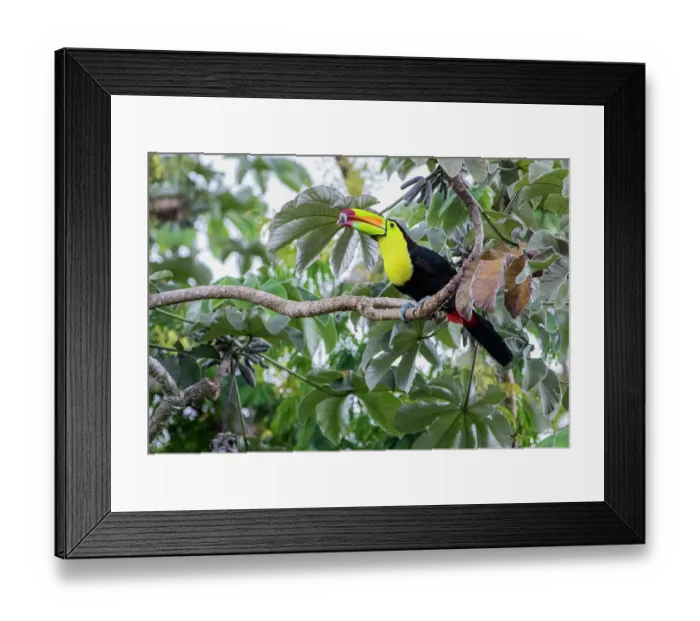 Framed Print : Keel-billed toucan (Ramphastos sulfuratus) perched on branch with fruit in beak, Calakmul Bioshpere Reserve UNESCO Site, Campeche, Mexico Framed Print : Keel-billed toucan (Ramphastos sulfuratus) perched on branch with fruit in beak, Calakmul Bioshpere Reserve UNESCO Site, Campeche, Mexico