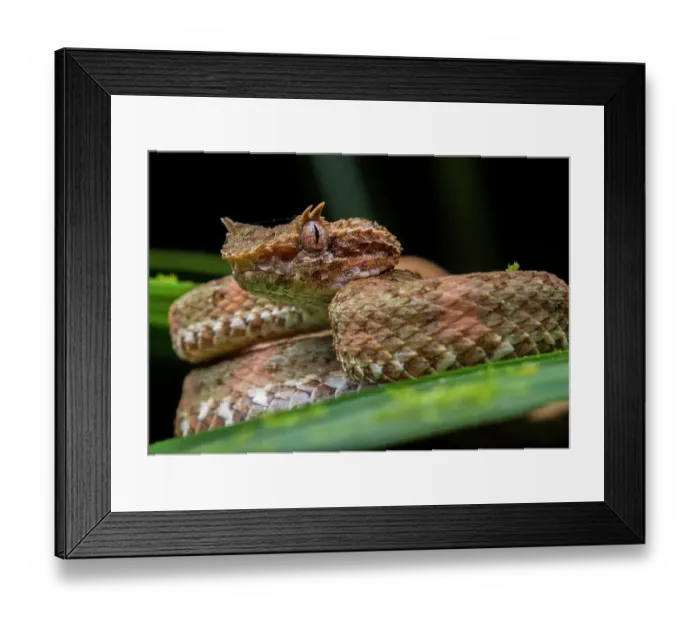 Framed Print : Eyelash pit viper (Bothriechis schlegelii) portrait, Caribbean slope of Guatemala, Izabal, Guatemala