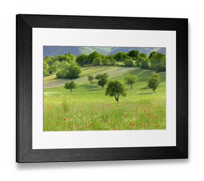 Framed Print : Poppies (Papaver sp.) flowering in a field with scattered trees and woodland, near Preci, Umbria, Italy. May, 2022 Framed Print : Poppies (Papaver sp.) flowering in a field with scattered trees and woodland, near Preci, Umbria, Italy. May, 2022