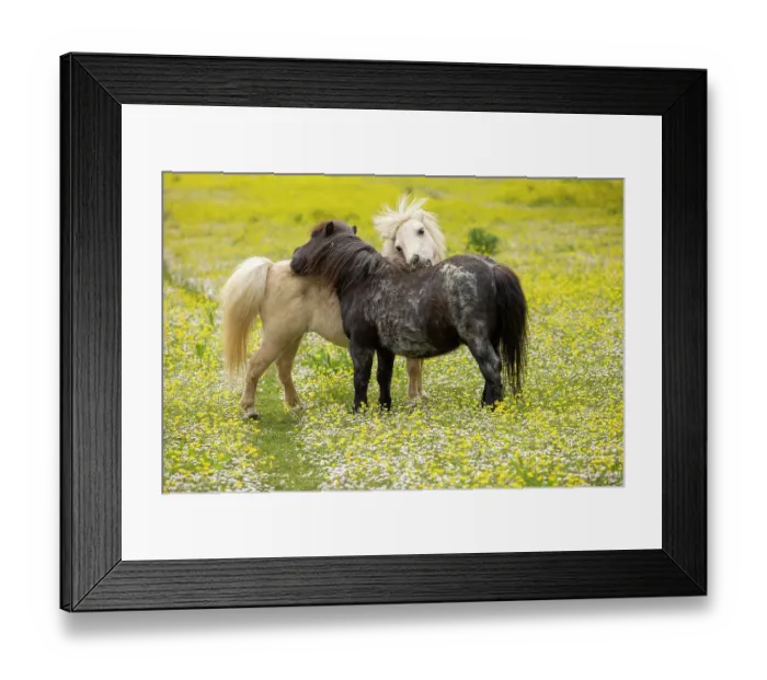 Framed Print : Two ponies mutual grooming, nuzzling in a field of buttercups (Ranunculus sp) Milborne Port, Somerset, England, UK. June Framed Print : Two ponies mutual grooming, nuzzling in a field of buttercups (Ranunculus sp) Milborne Port, Somerset, England, UK. June