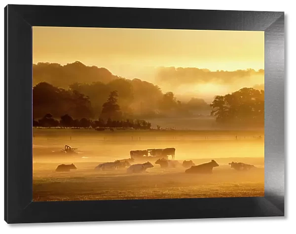 Cows resting and feeding in misty field at dawn, Milborne Port, Somerset, England, UK. October, 2022