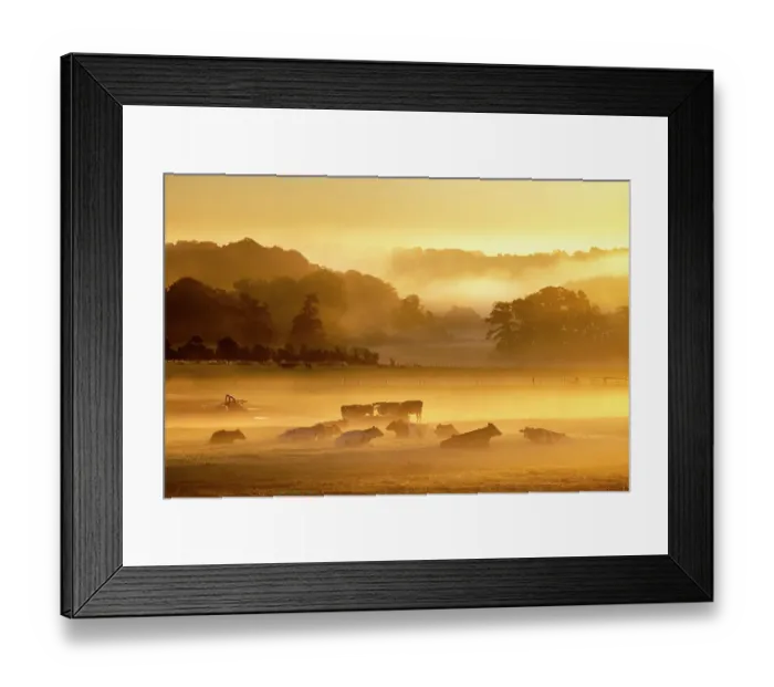 Framed Print : Cows resting and feeding in misty field at dawn, Milborne Port, Somerset, England, UK. October, 2022 Framed Print : Cows resting and feeding in misty field at dawn, Milborne Port, Somerset, England, UK. October, 2022