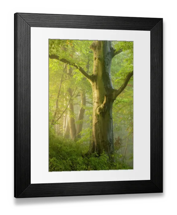 Framed Print : Fog drifting through autumnal woodland at dawn, Crendle Hill Woods, near Milborne Port, Somerset, England, UK. October, 2022 Framed Print : Fog drifting through autumnal woodland at dawn, Crendle Hill Woods, near Milborne Port, Somerset, England, UK. October, 2022