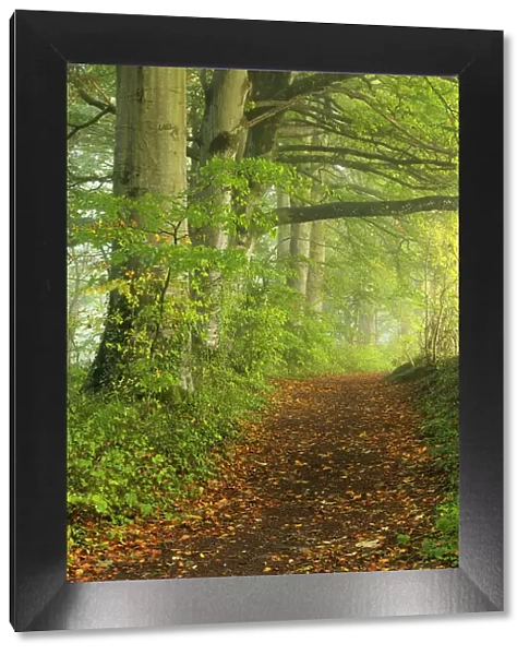 Path through foggy autumnal beech woodland, Crendle Hill Woods, near Milborne Port, Somerset, England, UK. October, 2022