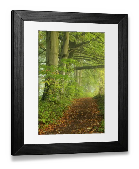 Framed Print : Path through foggy autumnal beech woodland, Crendle Hill Woods, near Milborne Port, Somerset, England, UK. October, 2022 Framed Print : Path through foggy autumnal beech woodland, Crendle Hill Woods, near Milborne Port, Somerset, England, UK. October, 2022