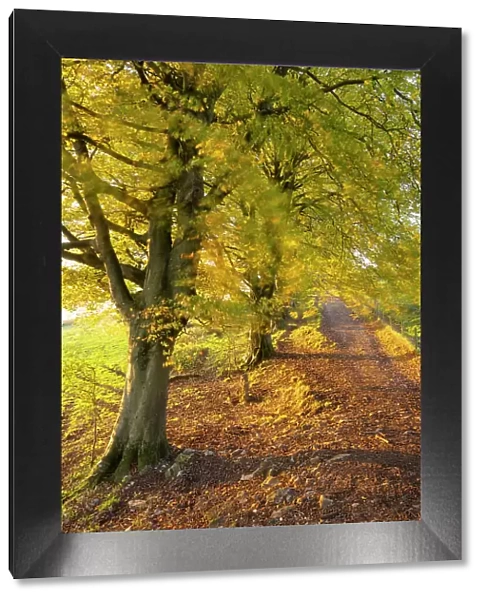 Autumnal trees along the West Mendip Way, Draycott Sleights Nature Reserve, Somerset, England, UK. November, 2022