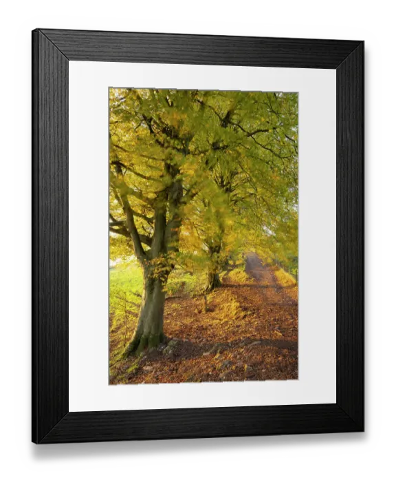 Framed Print : Autumnal trees along the West Mendip Way, Draycott Sleights Nature Reserve, Somerset, England, UK. November, 2022 Framed Print : Autumnal trees along the West Mendip Way, Draycott Sleights Nature Reserve, Somerset, England, UK. November, 2022