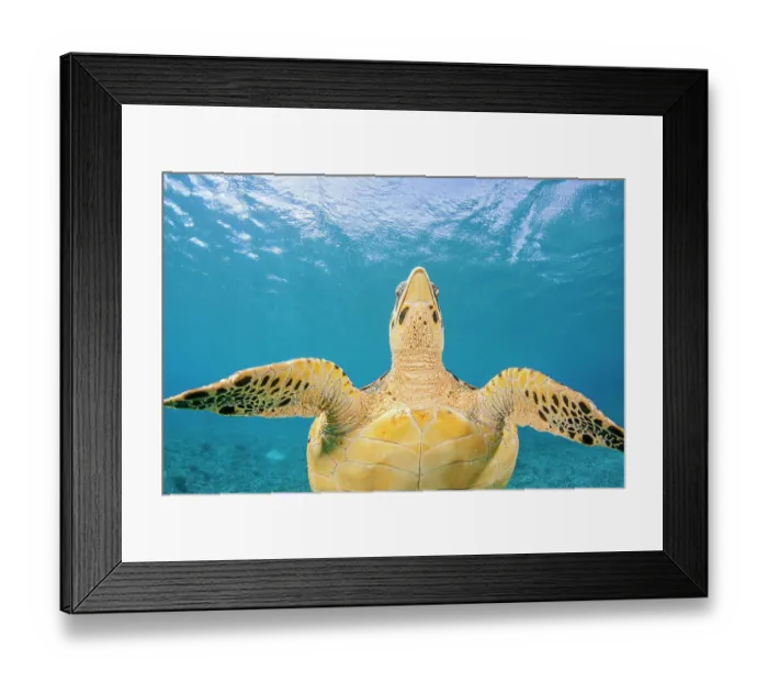 Framed Print : Hawksbill turtle (Eretmochelys imbricata) ventral view, Philippines, Pacific Ocean. Critically endangered