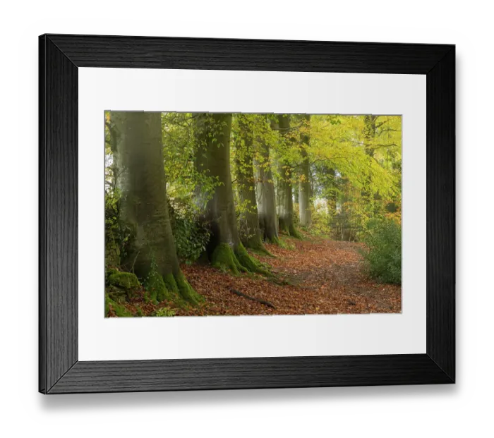 Framed Print : Footpath through Hazel (Corylus avellana) woodland in autumn, Cotswolds, Gloucestershire, England, UK. November Framed Print : Footpath through Hazel (Corylus avellana) woodland in autumn, Cotswolds, Gloucestershire, England, UK. November
