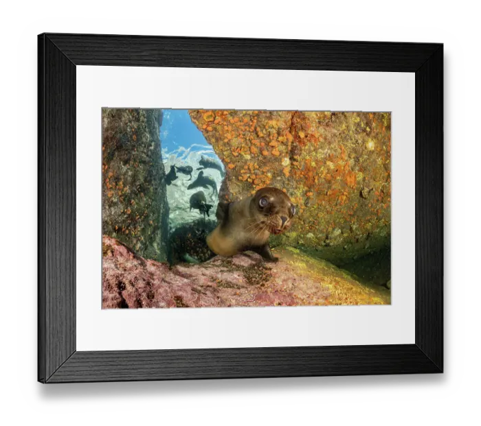 Framed Print : California sea lion (Zalophus californianus) close up with group playing in shallow water behind, Espiritu Santo Island, Baja California, Mexico, Sea of Cortez