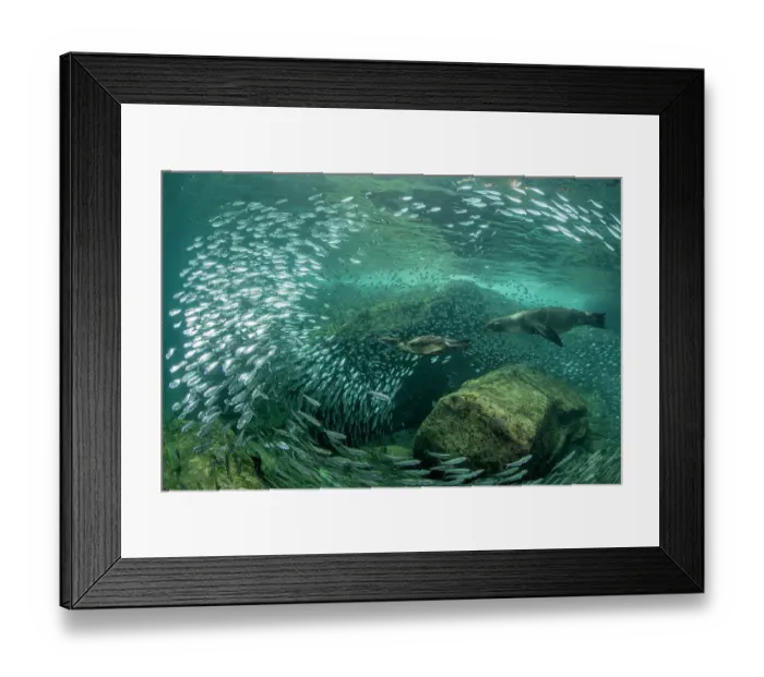 Framed Print : Brandt's cormorant (Phalacrocorax penicillatus) feeding on a bait ball of Sardines (Sardina sp. ) being followed by a California sea lion (Zalophus californianus), Espiritu Santo Island, Baja California, Mexico, Sea of Cortez Framed Print : Brandt's cormorant (Phalacrocorax penicillatus) feeding on a bait ball of Sardines (Sardina sp. ) being followed by a California sea lion (Zalophus californianus), Espiritu Santo Island, Baja California, Mexico, Sea of Cortez