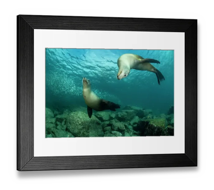 Framed Print : Two California sea lions (Zalophus californianus) playing, Espiritu Santo Island, Baja California, Mexico, Sea of Cortez Framed Print : Two California sea lions (Zalophus californianus) playing, Espiritu Santo Island, Baja California, Mexico, Sea of Cortez