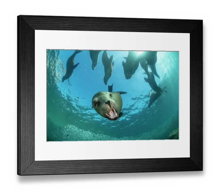 Framed Print : Group of California sea lions (Zalophus californianus) playing near the sea surface, Espiritu Santo Island, Baja California, Mexico, Sea of Cortez Framed Print : Group of California sea lions (Zalophus californianus) playing near the sea surface, Espiritu Santo Island, Baja California, Mexico, Sea of Cortez