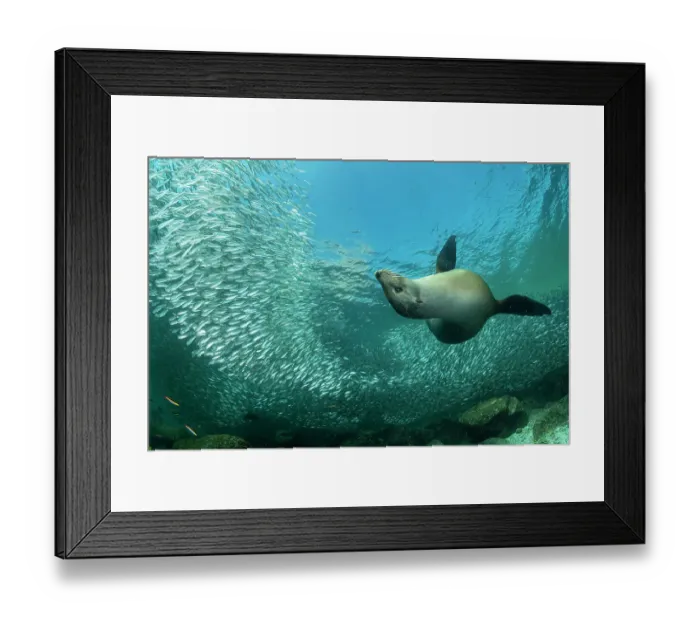 Framed Print : California sea lion (Zalophus californianus) playing among a shoal of Sardines (Sardina sp. ), Espiritu Santo Island, Baja California, Mexico, Sea of Cortez