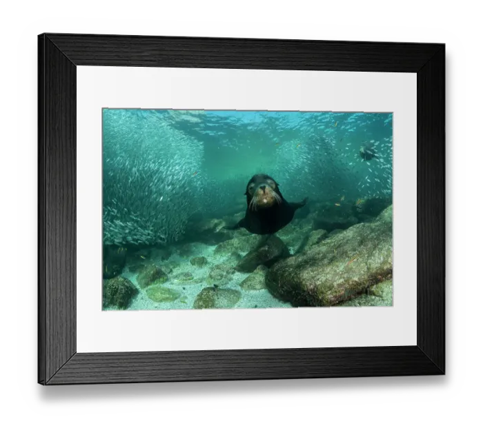 Framed Print : California sea lion (Zalophus californianus) male, guarding its territory, with shoal of Sardines (Sardina sp. ) in background, Espiritu Santo Island, Baja California, Mexico, Sea of Cortez Framed Print : California sea lion (Zalophus californianus) male, guarding its territory, with shoal of Sardines (Sardina sp. ) in background, Espiritu Santo Island, Baja California, Mexico, Sea of Cortez