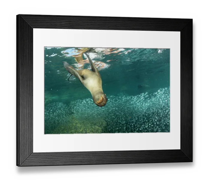Framed Print : California sea lion (Zalophus californianus) playing among shoal of Sardines (Sardinus sp. ), Espiritu Santo Island, Baja California, Mexico, Sea of Cortez Framed Print : California sea lion (Zalophus californianus) playing among shoal of Sardines (Sardinus sp. ), Espiritu Santo Island, Baja California, Mexico, Sea of Cortez