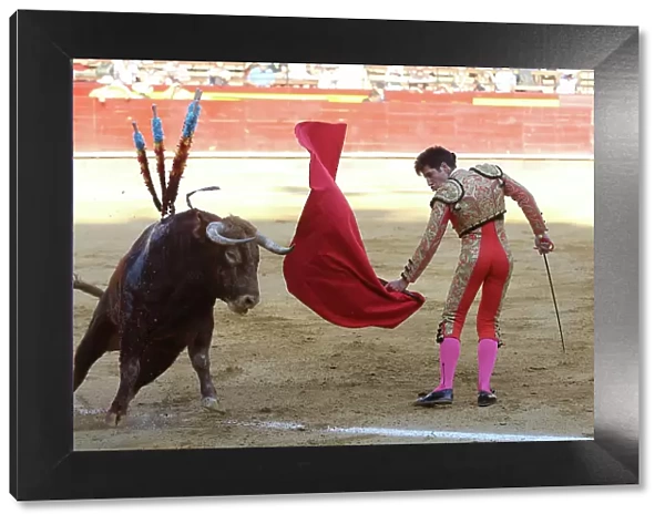 Matador waving red cape at bull during bullfight, bull is speared with barbed sticks (banderillas), Plaza de Toros, Valencia, Spain. July 2014