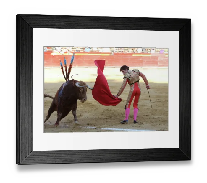 Framed Print : Matador waving red cape at bull during bullfight, bull is speared with barbed sticks (banderillas), Plaza de Toros, Valencia, Spain. July 2014 Framed Print : Matador waving red cape at bull during bullfight, bull is speared with barbed sticks (banderillas), Plaza de Toros, Valencia, Spain. July 2014
