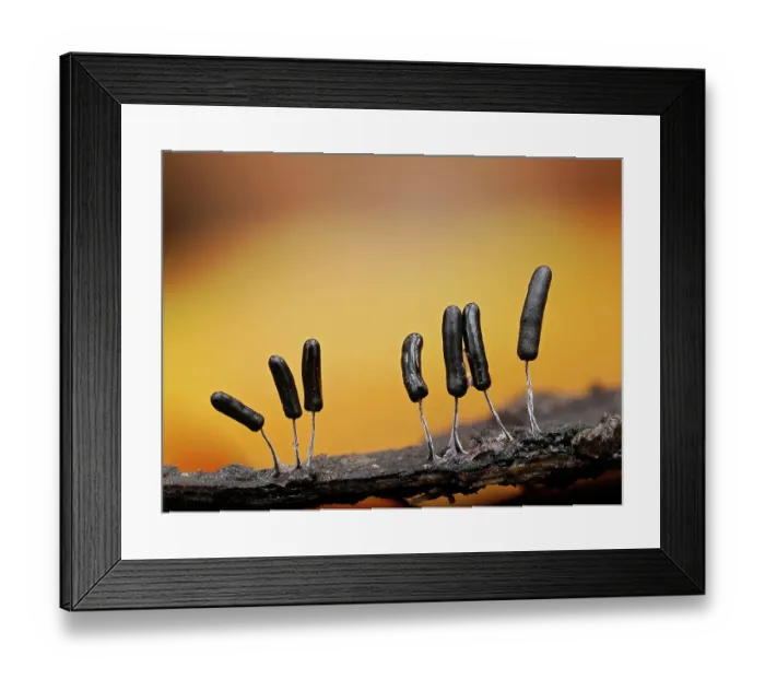 Framed Print : Slime mould (Stemonitopsis typhina) sporangia growing on edge of bark, Buckinghamshire, England, UK. November. Focus stacked