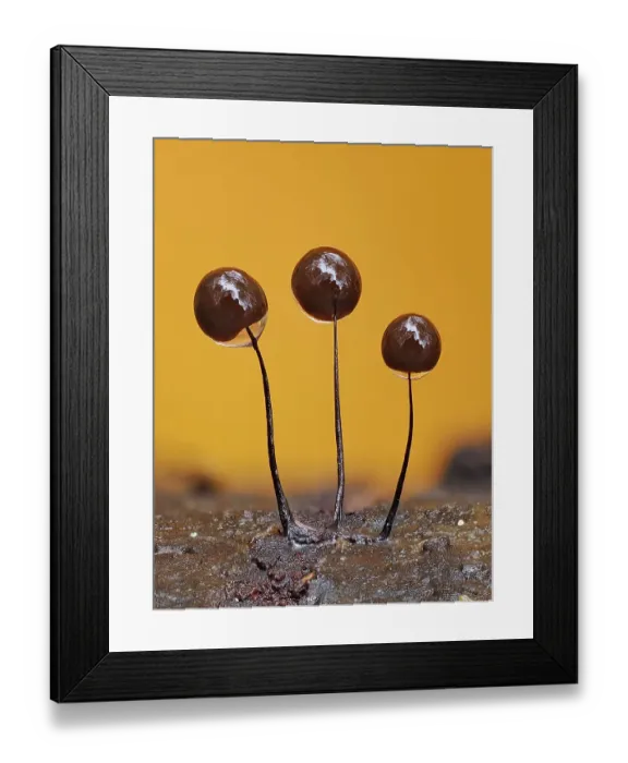 Framed Print : Slime mould (Comatricha nigra) sporangia with water droplets on a rotting log, Buckinghamshire, England, UK. November. Focus stacked Framed Print : Slime mould (Comatricha nigra) sporangia with water droplets on a rotting log, Buckinghamshire, England, UK. November. Focus stacked