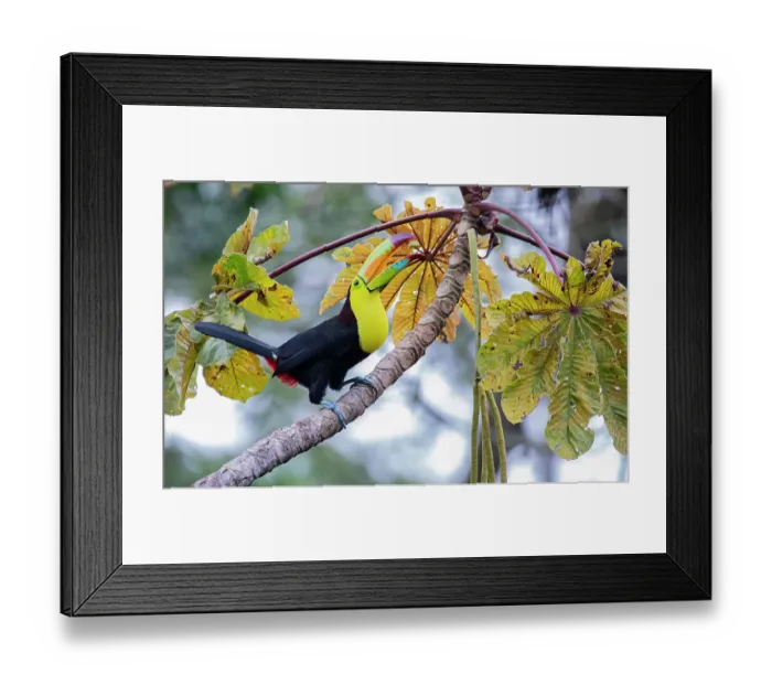 Framed Print : Keel-billed toucan (Ramphastos sulfuratus) perched in Trumpet tree (Cecropia peltata) feeding on fruit, Caribbean slope of Guatemala Framed Print : Keel-billed toucan (Ramphastos sulfuratus) perched in Trumpet tree (Cecropia peltata) feeding on fruit, Caribbean slope of Guatemala