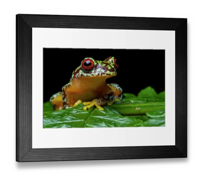 Framed Print : Copan brook frog (Duellmanohyla soralia) resting on a leaf at night, Caribbean slope of Guatemala. Endangered Framed Print : Copan brook frog (Duellmanohyla soralia) resting on a leaf at night, Caribbean slope of Guatemala. Endangered