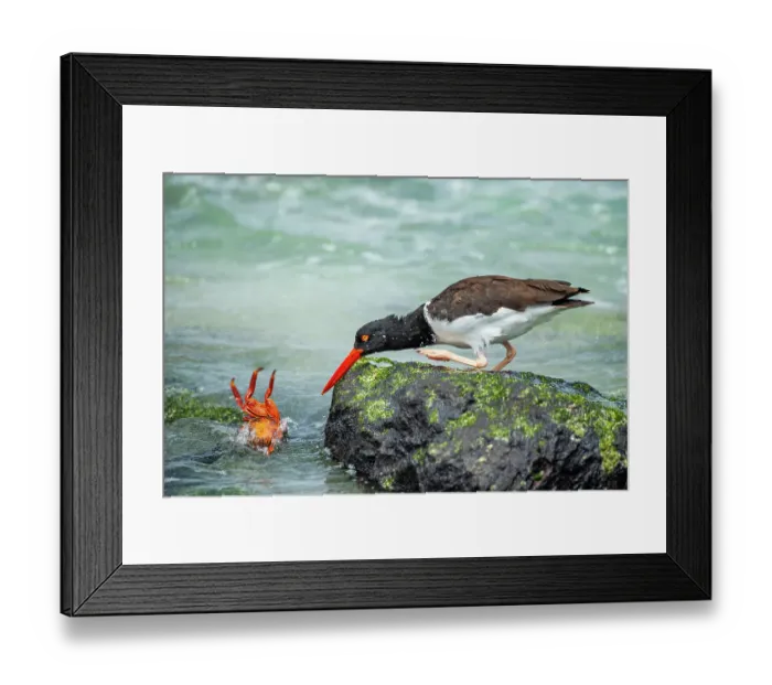 Framed Print : American oystercatcher (Haematopus palliatus) chasing after Sally lightfoot crab (Grapsus grapsus) across shoreline. Galapagos Islands, Ecuador