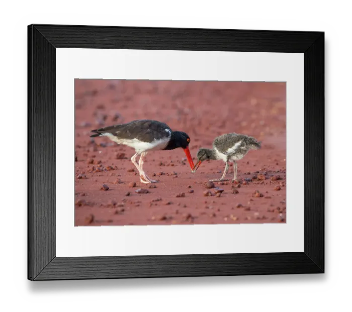 Framed Print : American oystercatcher (Haematopus palliatus) parent feeding Sand crab (Emerita analoga) to its chick. Galapagos Islands, Ecuador Framed Print : American oystercatcher (Haematopus palliatus) parent feeding Sand crab (Emerita analoga) to its chick. Galapagos Islands, Ecuador