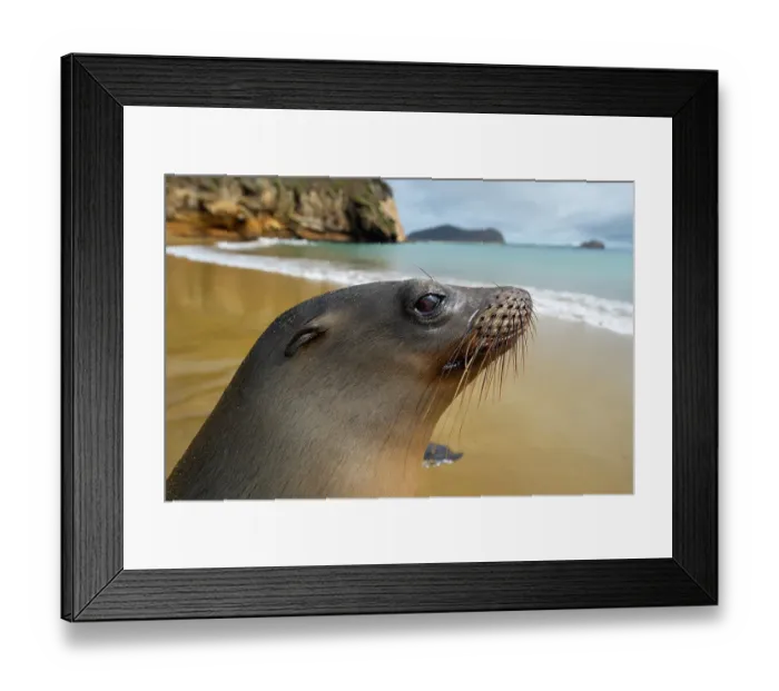 Framed Print : Galapagos sea lion (Zalophus wollebaeki) portrait. Galapagos Islands, Ecuador Framed Print : Galapagos sea lion (Zalophus wollebaeki) portrait. Galapagos Islands, Ecuador