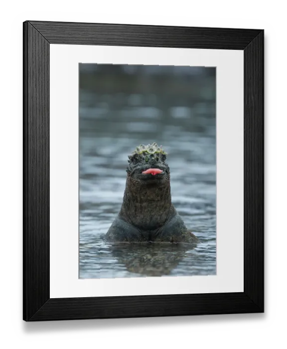 Framed Print : Marine iguana (Amblyrhynchus cristatus) emerging from sea after feeding on algae. Fernandina Island, Galapagos Islands, Ecuador Framed Print : Marine iguana (Amblyrhynchus cristatus) emerging from sea after feeding on algae. Fernandina Island, Galapagos Islands, Ecuador