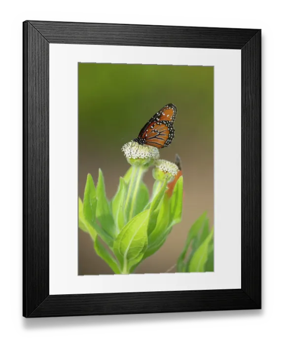 Framed Print : Queen butterfly (Danaus gilippus) nectaring on endemic Daisy tree (Scalesia villosa) flowers. Floreana Island, Galapagos Islands, Ecuador Framed Print : Queen butterfly (Danaus gilippus) nectaring on endemic Daisy tree (Scalesia villosa) flowers. Floreana Island, Galapagos Islands, Ecuador