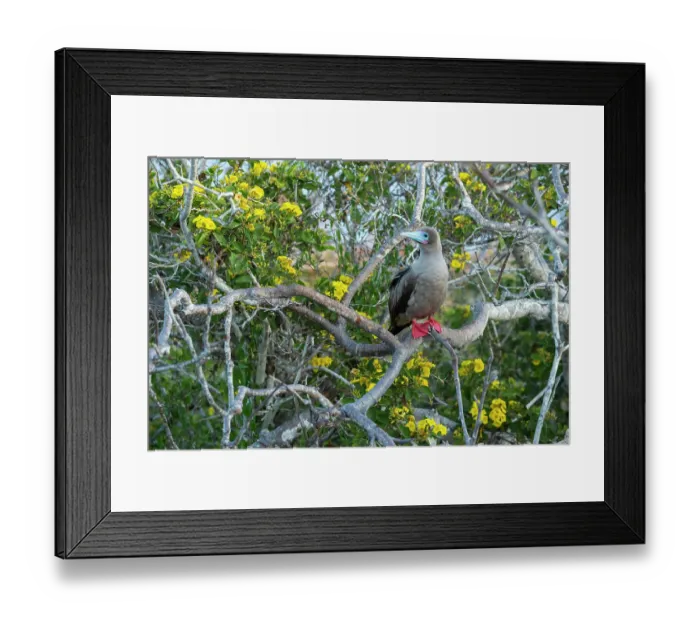 Framed Print : Red-footed booby (Sula sula) perched on Palo santo tree (Bursera graveolens), with flowering Yellow cordia (Cordia lutea) in background. Galapagos Islands, Ecuador Framed Print : Red-footed booby (Sula sula) perched on Palo santo tree (Bursera graveolens), with flowering Yellow cordia (Cordia lutea) in background. Galapagos Islands, Ecuador