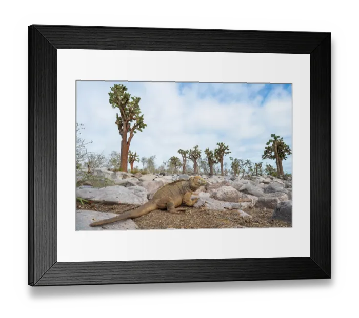 Framed Print : Santa Fe land iguana (Conolophus pallidus) among Giant prickly pear cactus (Opuntia echios) forest. Santa Fe Island, Galapagos Islands, Ecuador Framed Print : Santa Fe land iguana (Conolophus pallidus) among Giant prickly pear cactus (Opuntia echios) forest. Santa Fe Island, Galapagos Islands, Ecuador