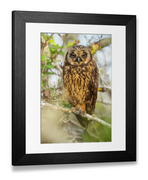 Framed Print : Short-eared owl (Asio flammeus) perched on branch. Galapagos Islands, Ecuador Framed Print : Short-eared owl (Asio flammeus) perched on branch. Galapagos Islands, Ecuador