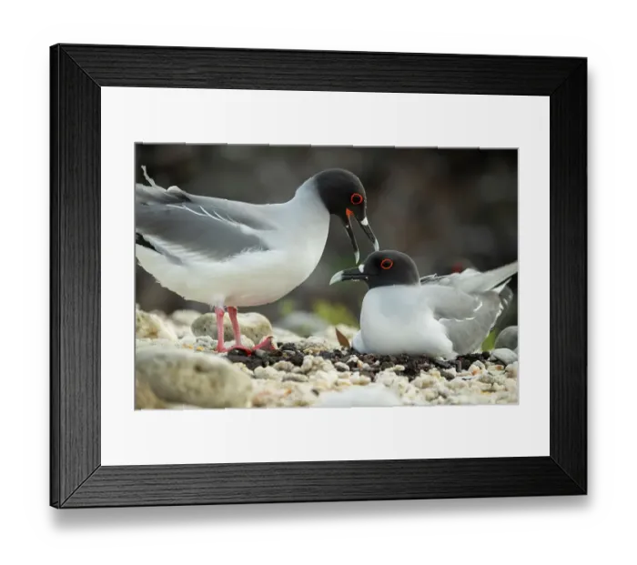 Framed Print : Pair of Swallow-tailed gulls (Creagrus furcatus) at nest, one incubating. Genovesa Island, Galapagos Islands, Ecuador Framed Print : Pair of Swallow-tailed gulls (Creagrus furcatus) at nest, one incubating. Genovesa Island, Galapagos Islands, Ecuador