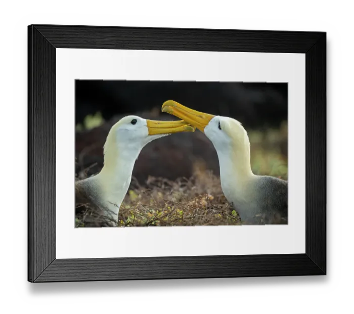 Framed Print : Pair of Waved albatrosses (Phoebastria irrorata) billing as greeting. Punta Suarez, Espanola Island, Galapagos Islands, Ecuador Framed Print : Pair of Waved albatrosses (Phoebastria irrorata) billing as greeting. Punta Suarez, Espanola Island, Galapagos Islands, Ecuador